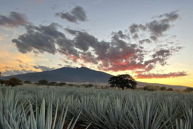 Barrel Tequila Tour Explore Tequila's Culture and Traditions - Final Thoughts: Who Will Appreciate This Tour?