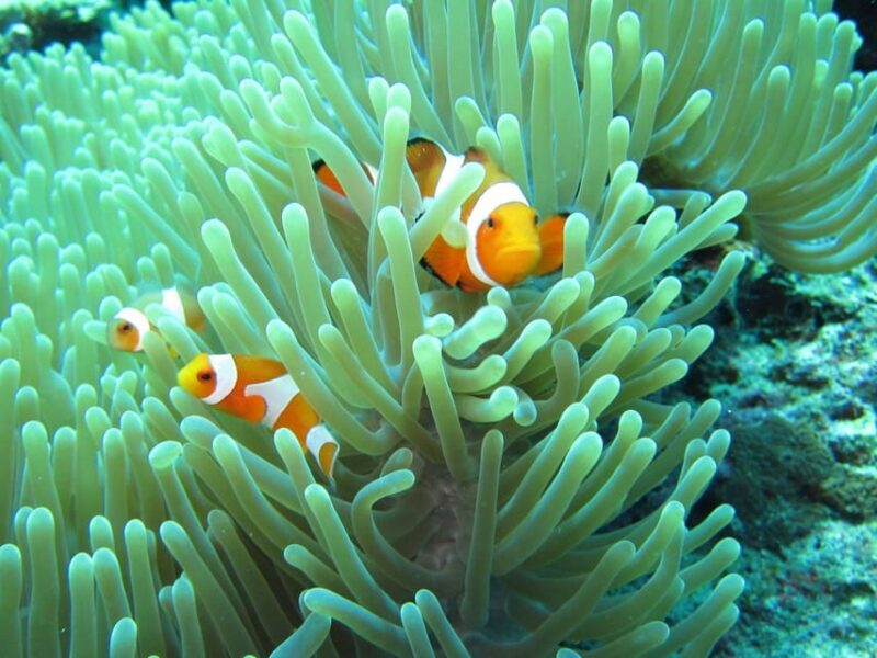 Basic Fun Dive at Menjangan Island - Good To Know