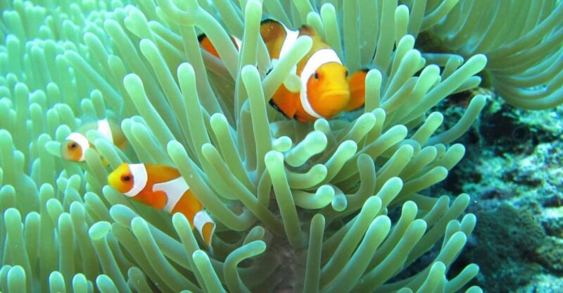 Basic Fun Dive at Menjangan Island - Safety and Restrictions
