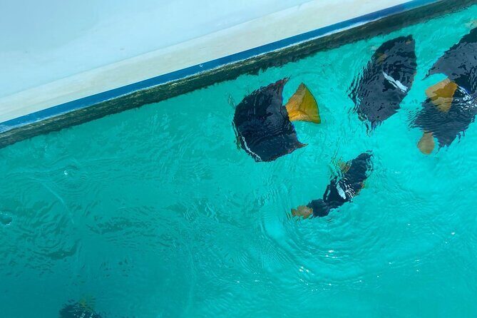 Basic Marietas Islands Tour Snorkeling Playa Nopalera and more - An Authentic Look at the Marietas Islands Tour