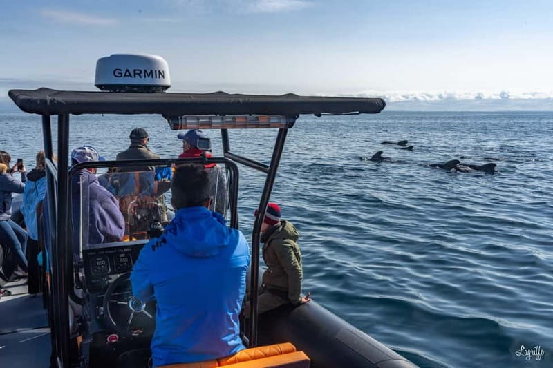 Basque Country : Whale and Dolphin Watching Boat Tours - An In-Depth Look at the Tour