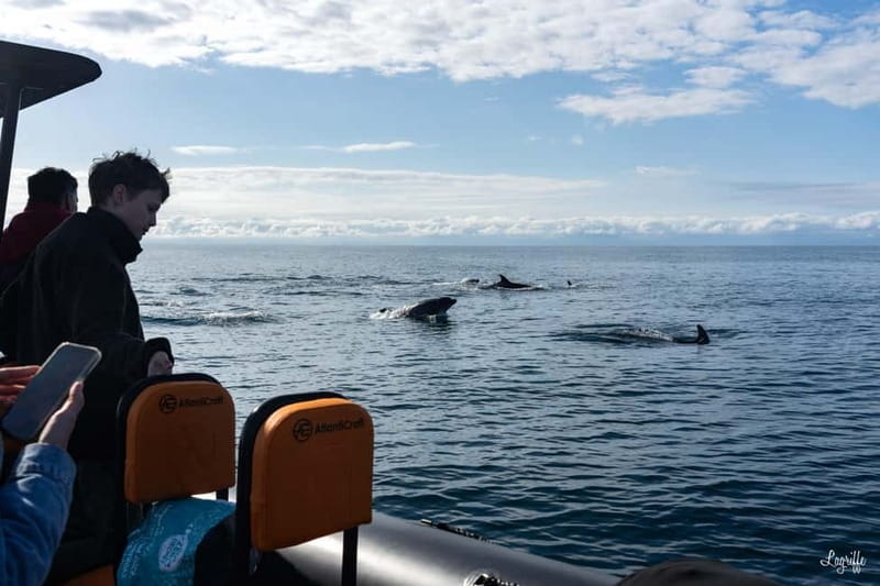 Basque Country : Whale and Dolphin Watching Boat Tours - Who Should Consider This Tour?