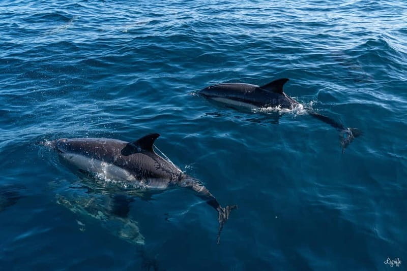 Basque Country : Whale and Dolphin Watching Boat Tours - The Sum Up