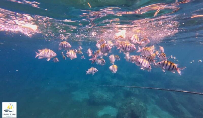 Basseterre: St Kitts 4-hour Catamaran Snorkel Cruise & Lunch - Practical Details and Tips