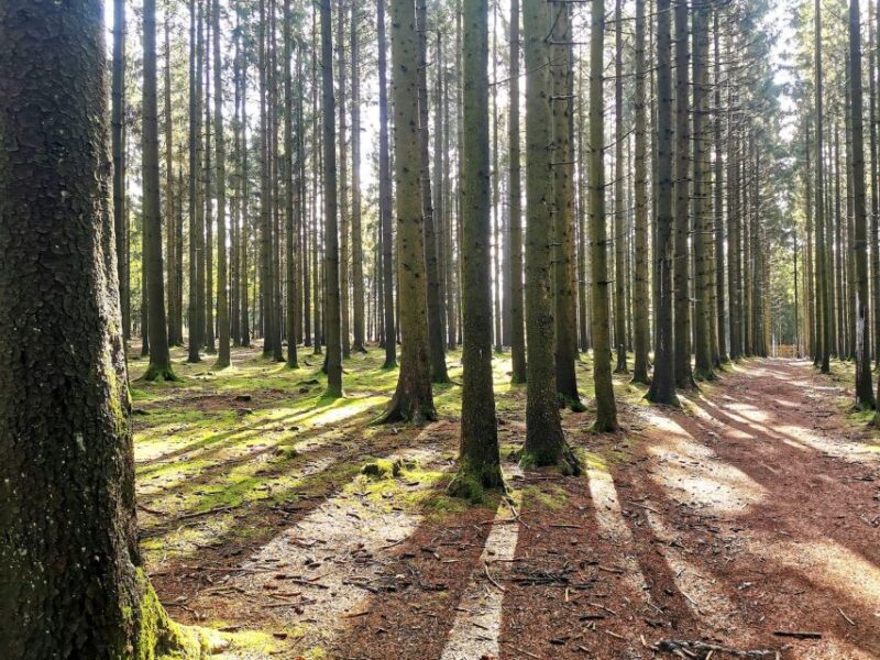 Bastogne, Battle of the Bulge Private Tour - Itinerary Details