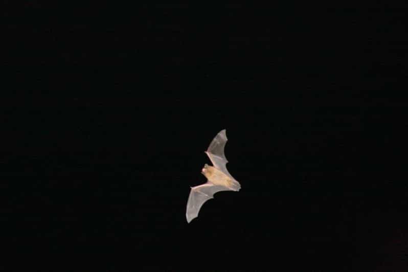 Bat Watching Madeira - An In-Depth Look at Bat Watching Madeira