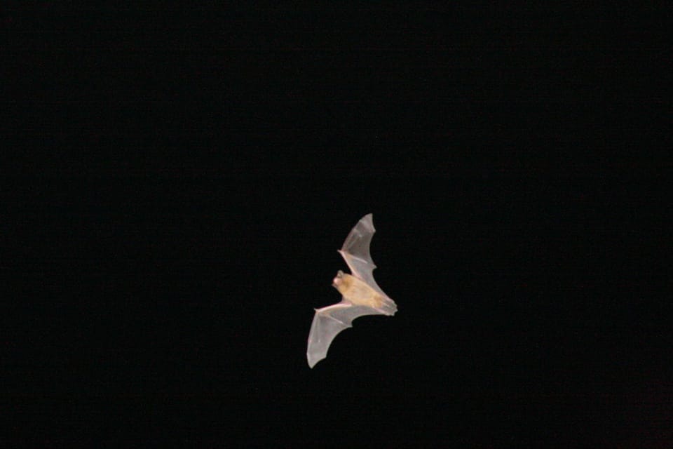 Bat Watching Madeira - Final Thoughts: Is It Worth It?