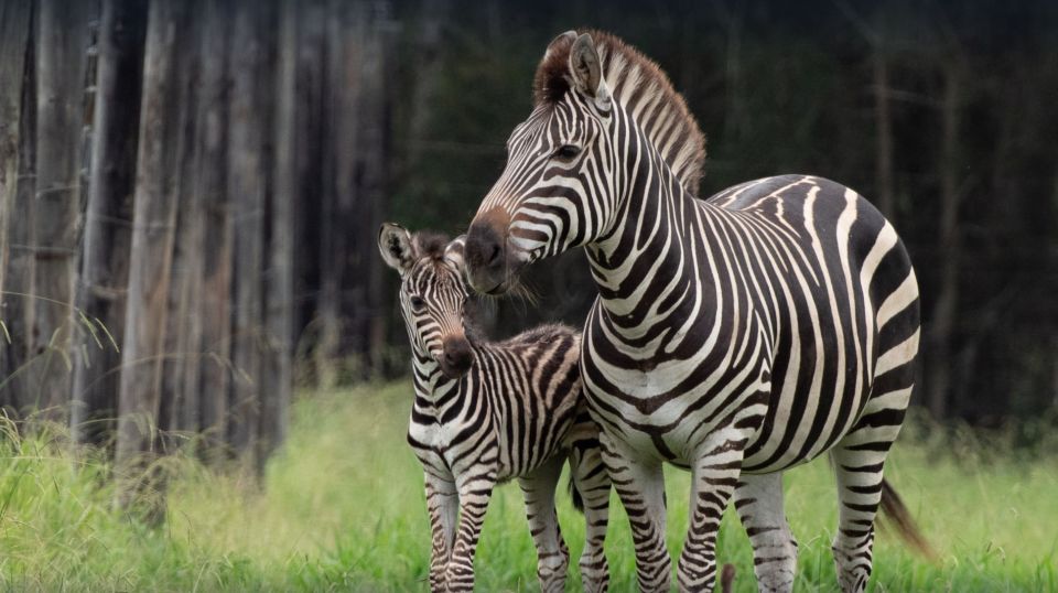 Batemans Bay: Mogo Wildlife Park Entry Ticket - Key Points