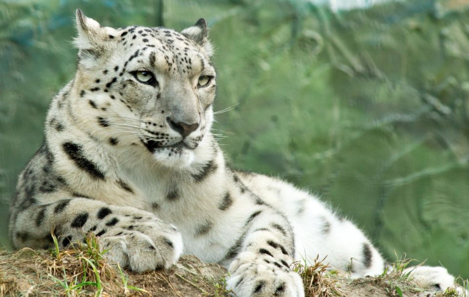 Batemans Bay: Mogo Wildlife Park Entry Ticket - Highlights of Mogo Wildlife Park