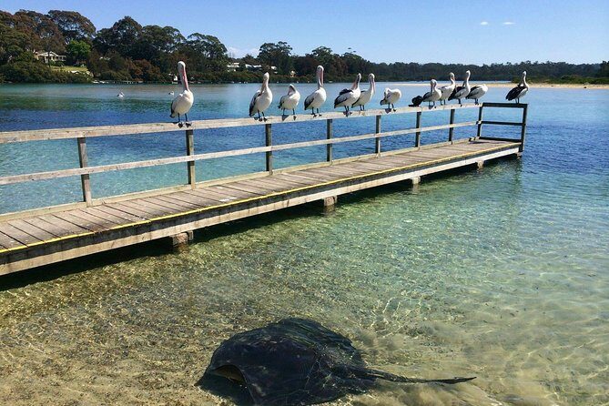 Batemans Bay Oyster Tasting Kayak Tour - Practical Details: What to Expect