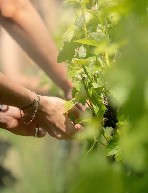 Bath: Vineyard Tour, Wine Tasting, and Music Pairing - Getting There and What to Expect at Arrival