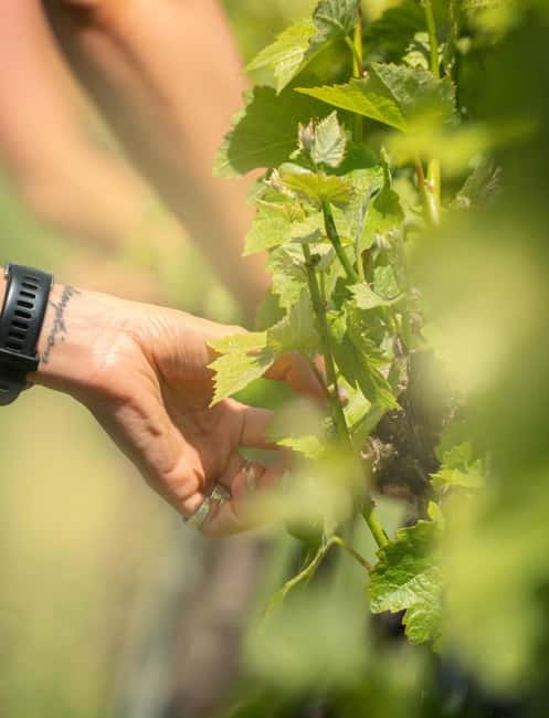 Bath: Vineyard Tour, Wine Tasting, and Music Pairing - Tasting Award-Winning Wines