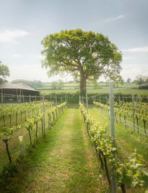 Bath: Vineyard Tour, Wine Tasting, and Music Pairing - Cost and Value