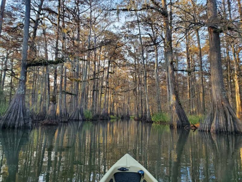 Baton Rouge: Kayak Tour Through the Historic Atchafalaya - A closer look at the experience