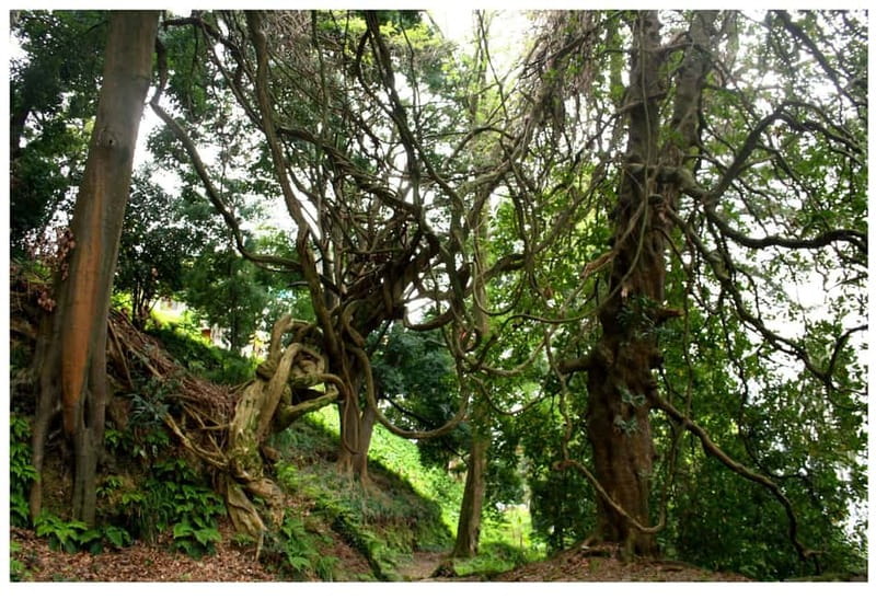 Batumi: Exploring Botanical Garden + Family Wine Tasting - The Practical Details: Transportation, Pricing, and What’s Included