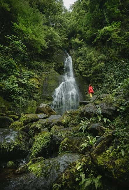 Batumi to Mtirala National park - Half day hiking group tour - The Experience of the Forest and Waterfalls
