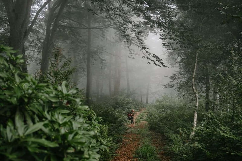 Batumi to Mtirala National park - Half day hiking group tour - Guides and Local Charm