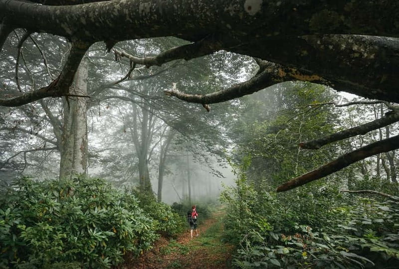Batumi to Mtirala National park - Half day hiking group tour - Final thoughts