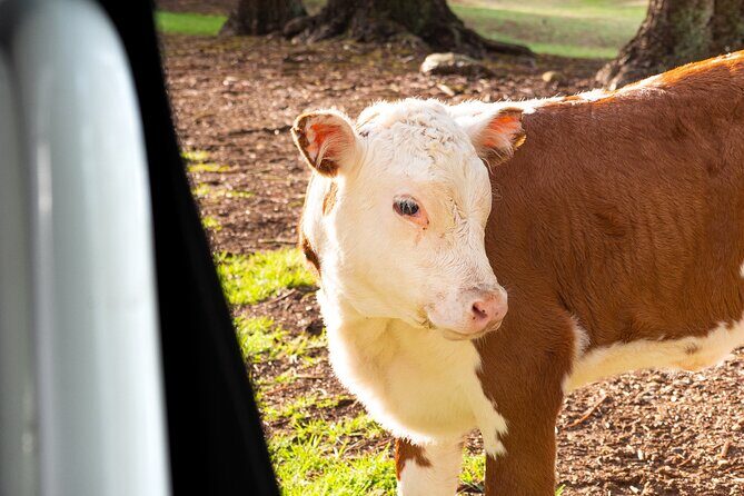 Bauntis Farm and Industry Tour in Norfolk Island - Practical Details