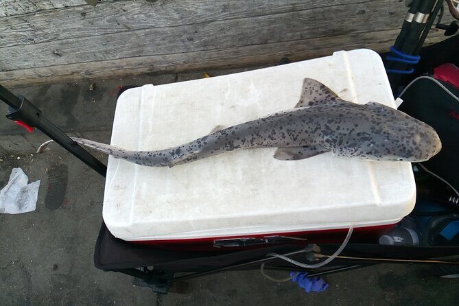 Bay Area Pier Fishing: Sturgeon, Sharks, and Stingray Hunt - Frequently Asked Questions