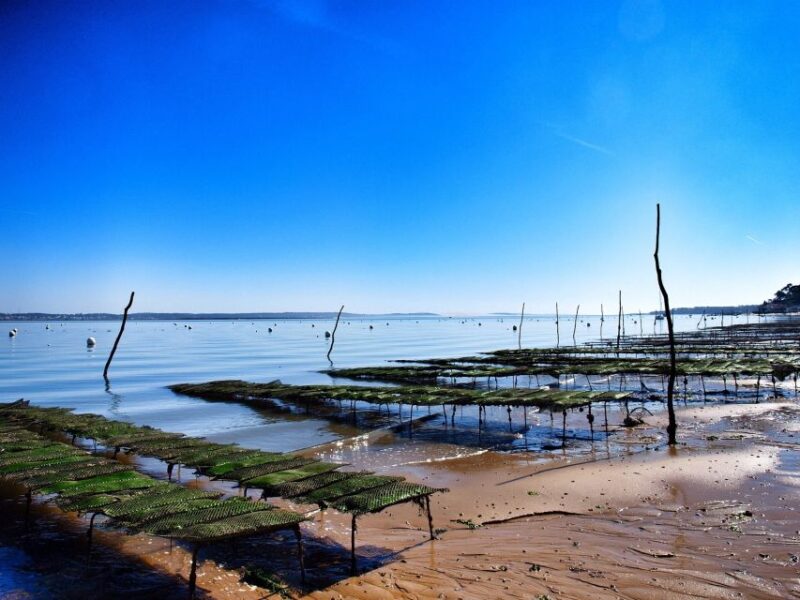 Bay of Arcachon: Guided Food Tour - Key Points
