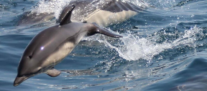 Bay of Gibraltar: Dolphin Cruise - Key Points