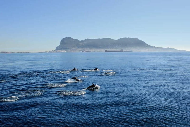 Bay of Gibraltar: Dolphin Cruise - Practical Tips for Booking and Enjoying Your Dolphin Cruise