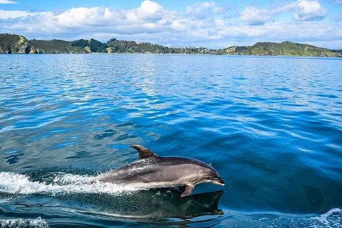 Bay of Islands 2-Day Small Group Tour & Cruise from Auckland - An In-Depth Look at the Itinerary