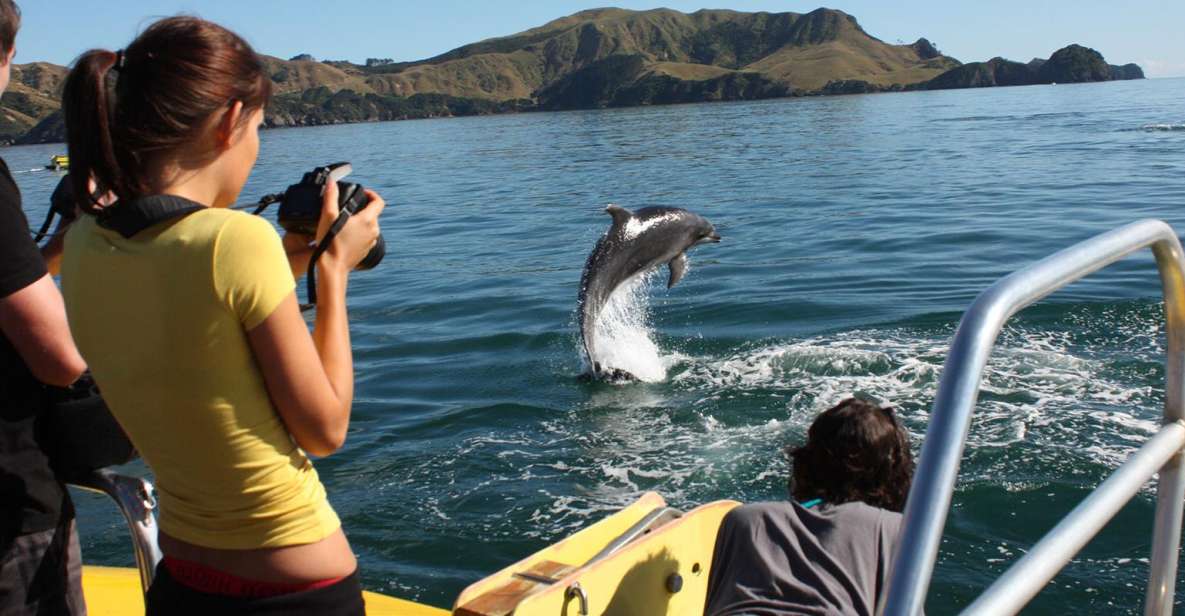 Bay of Islands: Bay Discovery Cruise With Island Stop-Over - Inclusions and Highlights