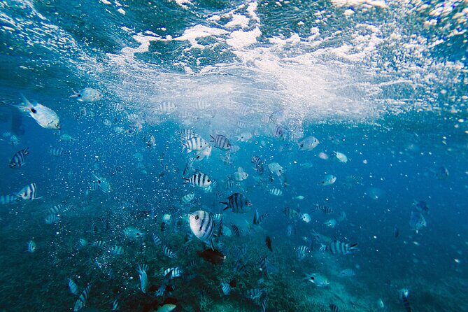 Bay of Islands Hole in the Rock Cruise Day Tour - Final Word