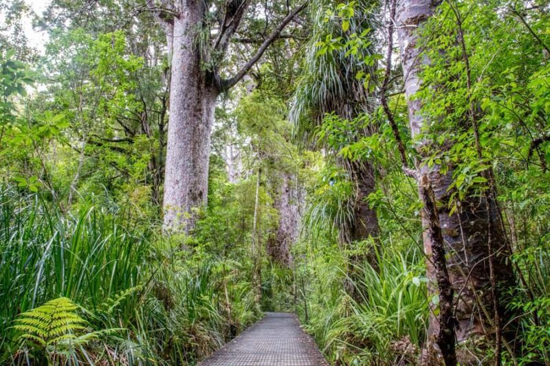 Bay of Islands: Puketi Kauri Forest Guided Tour - A Closer Look: What to Expect on the Tour