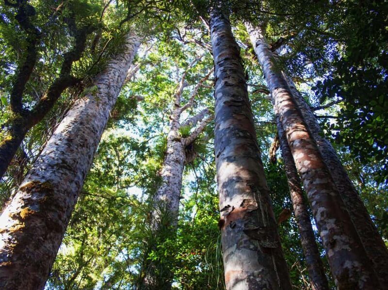 Bay of Islands: Puketi Kauri Forest Guided Tour - Practical Details and Value