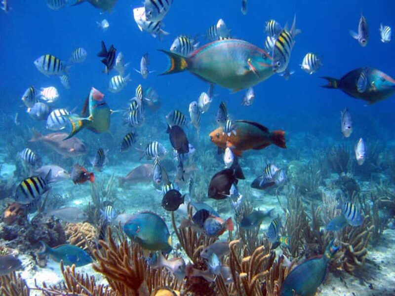 Bayahibe: Catalina Island Scuba Diving Tour with Lunch - FAQ