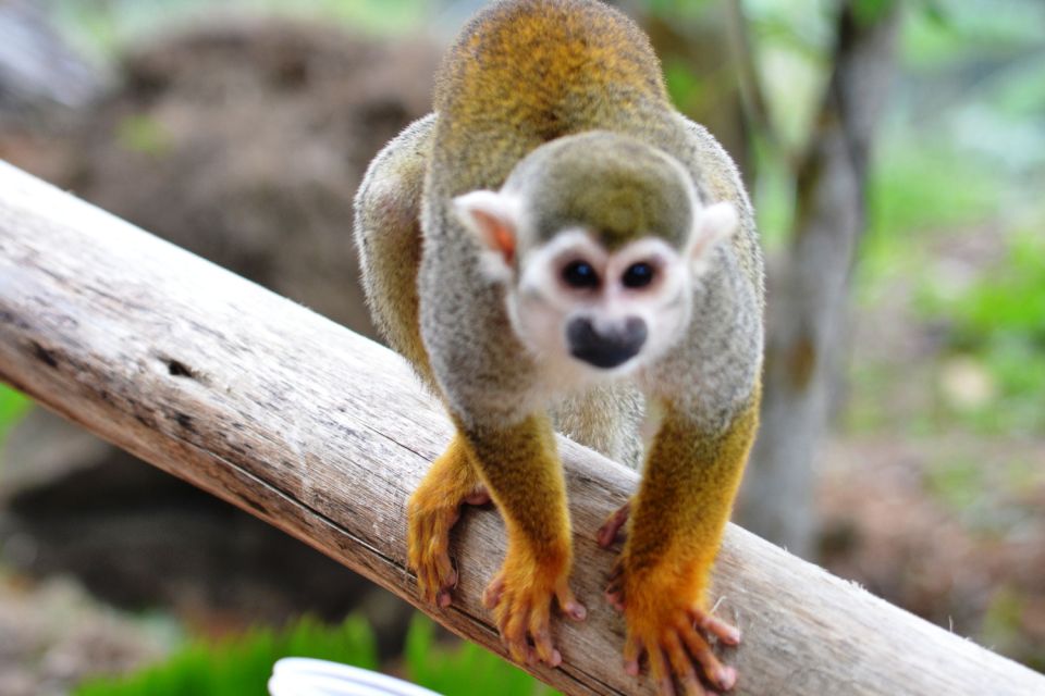 Bayahibe/La Romana: 4x4 Buggy and Monkeyland Tour - Squirrel Monkey Interaction at Monkeyland
