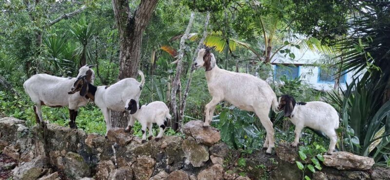 Bayahibe: National Park Jungle Walk & Snorkeling in Cenotes - Who Would Love This Experience?