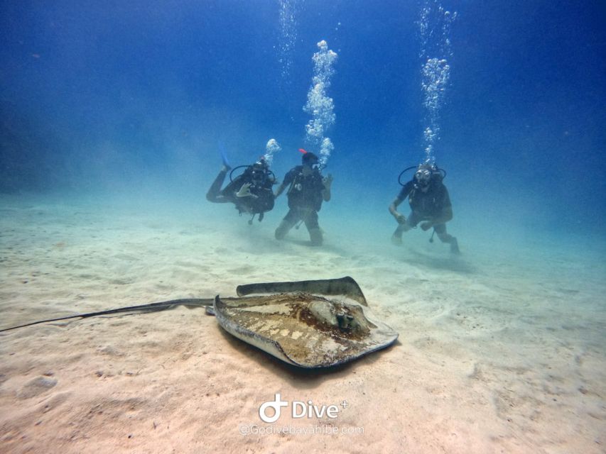 Bayahibe - PADI Advanced Course Diving - Go Dive - Frequently Asked Questions