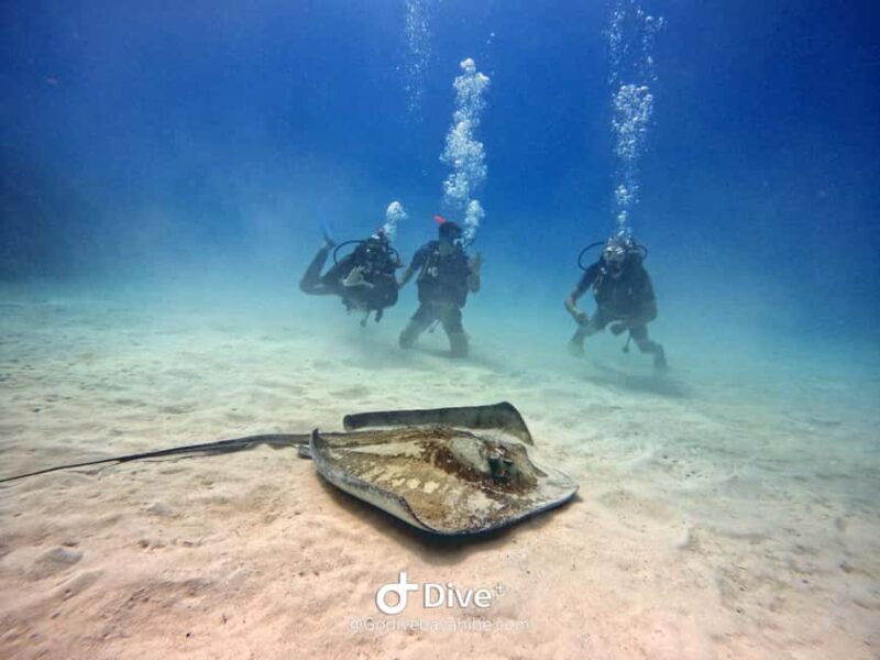 Bayahibe: PADI Open Water Course by Go Dive Bayahibe - The Itinerary in Detail