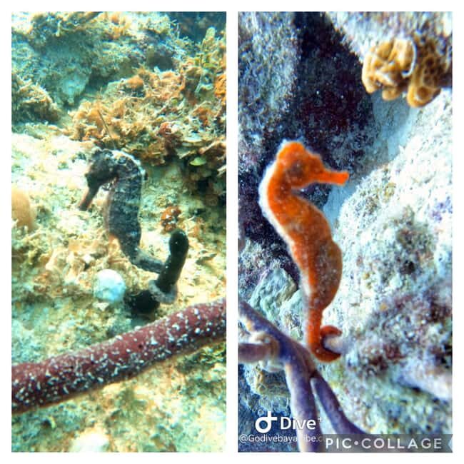 Bayahibe: Scuba Diving Initiation by Go Dive Bayahibe - The Value of the Experience