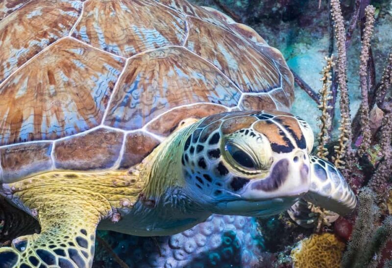 Bayhibe: Private 2 Tank Scuba Dive tour in the National Park - Final Thoughts