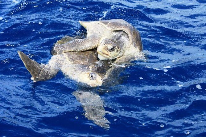 Bays of Huatulco Boat Tour - FAQ