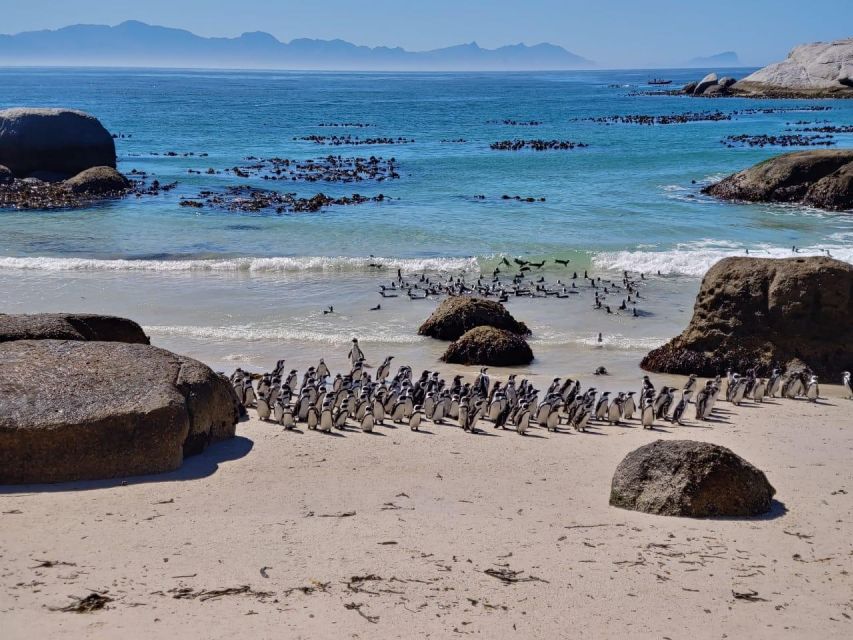 Beach Day at Boulder's Beach & Penguin watching, Half Day - An In-Depth Look at the Tour