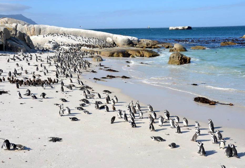 Beach Day at Boulder's Beach & Penguin watching, Half Day - Practical Considerations and Tips