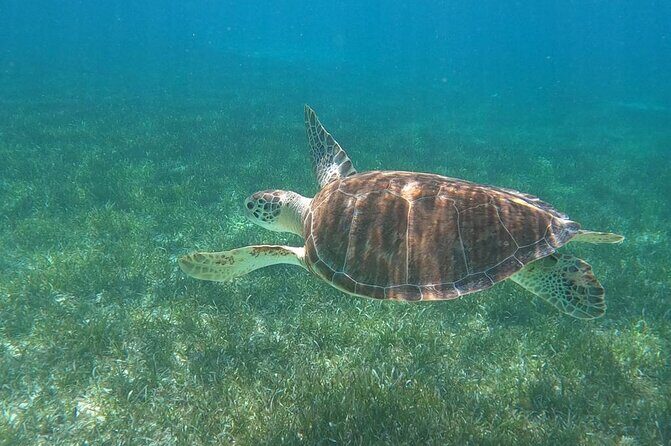 Beach Day Swim with Turtles and Pigs Excursion in Nassau - A Detailed Look at What You Can Expect