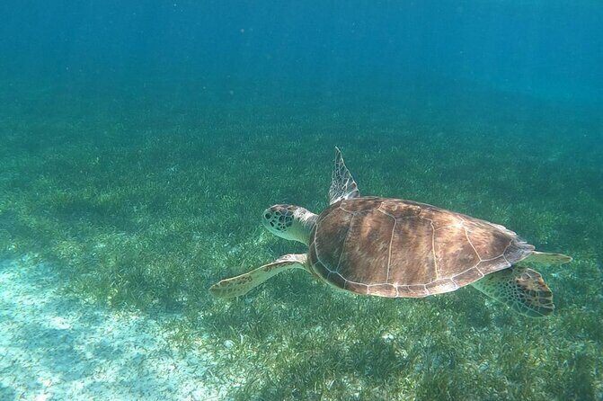 Beach Day Swim with Turtles and Pigs Excursion in Nassau - Who Is This Tour Best For?