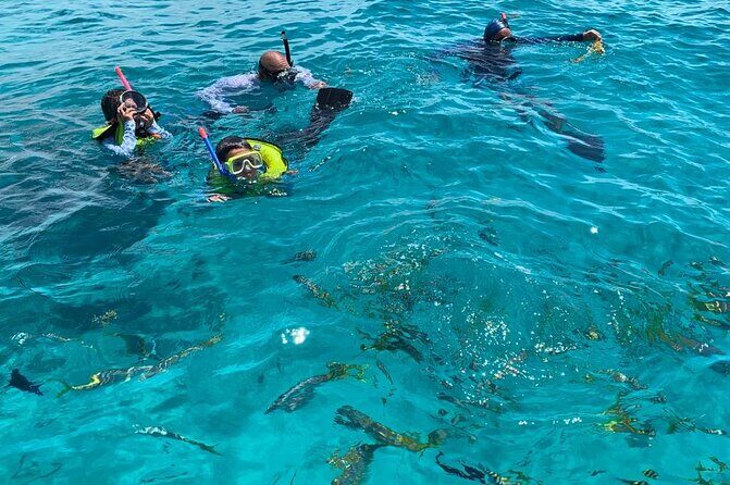 Beach Day Swim with Turtles and Pigs Excursion in Nassau - FAQ