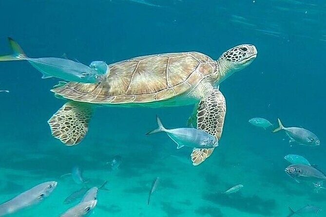 Beach hopping Private Jeep Tour with Champagne included - Aruba Beach Hopping Private Jeep Tour with Champagne: A Full Review