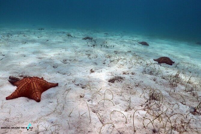 Beach hopping Private Jeep Tour with Champagne included - Final Thoughts: Who Will Love This Tour?