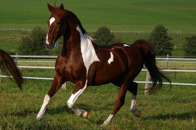 Beach Sunset on Horse Riding in Punta Cana(Private Option) - Additional Activities and Cultural Touches