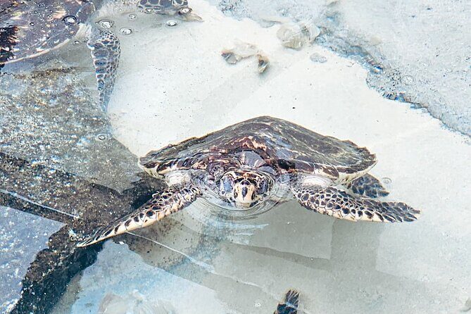 Beachcomber Island Day Trip Fiji's Authentic Island Experience - The Sum Up: Who Will Love This Experience?