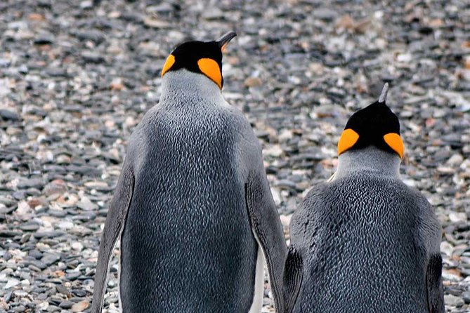 Beagle Channel Navigation Adventure: Penguin Watching Experience - Visiting the Acatushún Museum